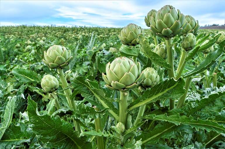 Green Globe Artichoke (1kg) - Image 2